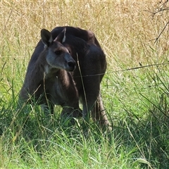 Macropus giganteus at Fyshwick, ACT - 24 Dec 2024 01:44 PM