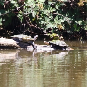 Emydura macquarii (Macquarie Turtle) at Fyshwick, ACT by RodDeb