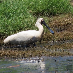 Platalea regia at Fyshwick, ACT - 24 Dec 2024