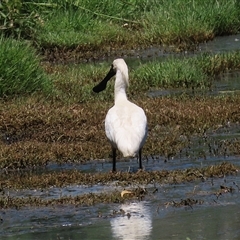 Platalea regia at Fyshwick, ACT - 24 Dec 2024