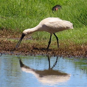 Platalea regia at Fyshwick, ACT - 24 Dec 2024