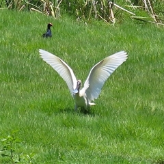 Platalea regia at Fyshwick, ACT - 24 Dec 2024 01:28 PM