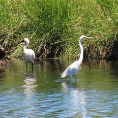 Platalea regia at Fyshwick, ACT - 24 Dec 2024