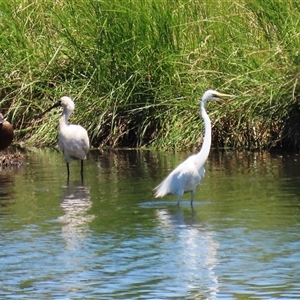 Platalea regia at Fyshwick, ACT - 24 Dec 2024 01:28 PM