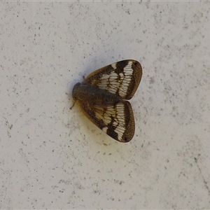 Scolypopa australis (Passionvine hopper, Fluffy bum) at Macarthur, ACT by RodDeb