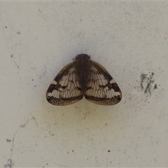 Scolypopa australis at Macarthur, ACT - 25 Dec 2024