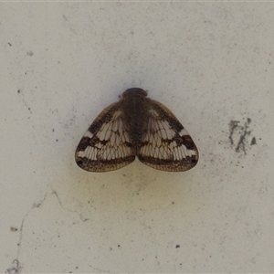 Scolypopa australis at Macarthur, ACT - 25 Dec 2024