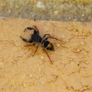 Apricia jovialis (Jovial jumping spider) at Macarthur, ACT by RodDeb