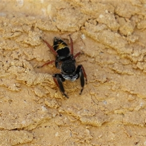 Apricia jovialis at Macarthur, ACT - 25 Dec 2024 12:36 PM