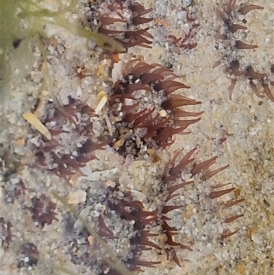 Oulactis muscosa at Yaroomba, QLD - 25 Dec 2024 by trevorpreston