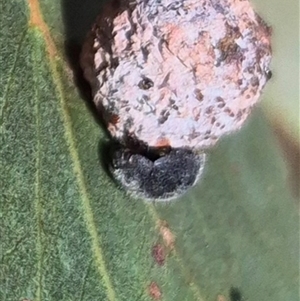 Scymnodes sp. (genus) (Unidentified Scymnodes ladybird) at Jingera, NSW by clarehoneydove