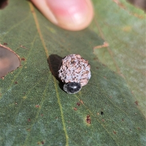 Scymnodes sp. (genus) at Jingera, NSW - 23 Dec 2024