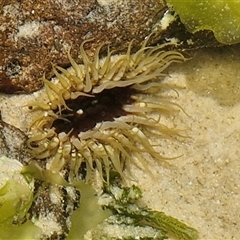 Oulactis muscosa at Yaroomba, QLD - 25 Dec 2024 by trevorpreston