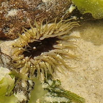 Oulactis muscosa at Yaroomba, QLD - 24 Dec 2024 by trevorpreston