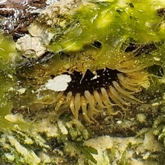 Unverified at suppressed - suppressed