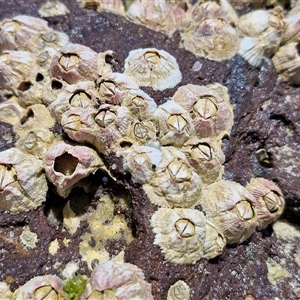 Unidentified Barnacle at Yaroomba, QLD by trevorpreston