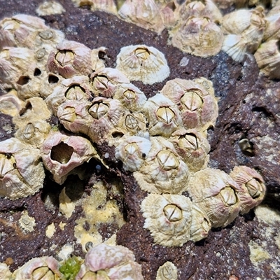 Unidentified Barnacle at Yaroomba, QLD - 24 Dec 2024 by trevorpreston