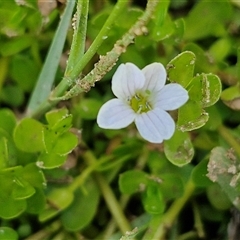 Unidentified Other Wildflower or Herb at Point Arkwright, QLD - 24 Dec 2024 by trevorpreston