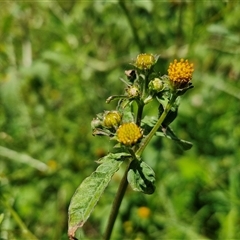 Bidens pilosa at Point Arkwright, QLD - 24 Dec 2024 by trevorpreston