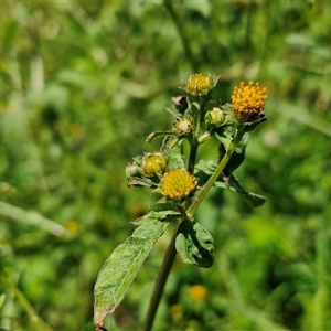 Bidens pilosa at Point Arkwright, QLD by trevorpreston