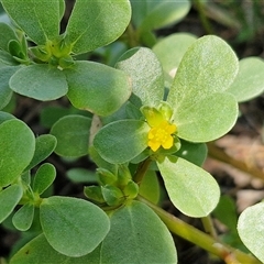 Unidentified Other Wildflower or Herb at Point Arkwright, QLD - 24 Dec 2024 by trevorpreston