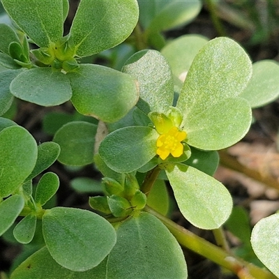 Unidentified Other Wildflower or Herb at Point Arkwright, QLD - 24 Dec 2024 by trevorpreston