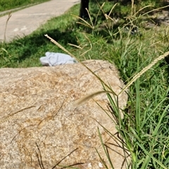 Unidentified Grass at Point Arkwright, QLD - 24 Dec 2024 by trevorpreston