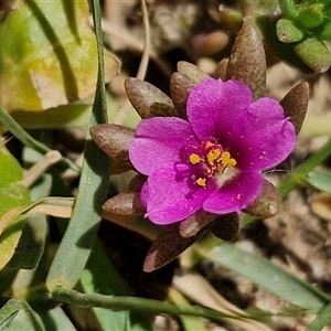 Unidentified Other Wildflower or Herb at Point Arkwright, QLD by trevorpreston