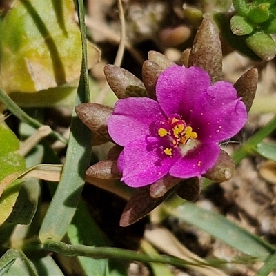 Unverified Other Wildflower or Herb at Point Arkwright, QLD - 25 Dec 2024 by trevorpreston