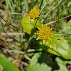 Unidentified Other Shrub at Point Arkwright, QLD - 24 Dec 2024 by trevorpreston