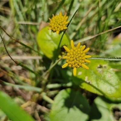 Unidentified Other Shrub at Point Arkwright, QLD - 25 Dec 2024 by trevorpreston