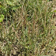 Unverified Grass at Point Arkwright, QLD - 25 Dec 2024 by trevorpreston