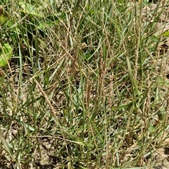 Unidentified Grass at Point Arkwright, QLD - 24 Dec 2024 by trevorpreston