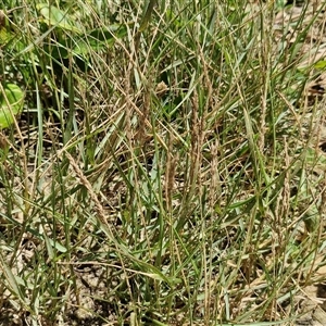 Unidentified Grass at Point Arkwright, QLD by trevorpreston