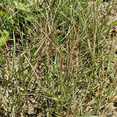 Unidentified Grass at Point Arkwright, QLD - 24 Dec 2024 by trevorpreston