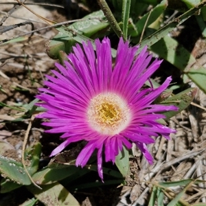 Unidentified Cactus / Succulent at Point Arkwright, QLD by trevorpreston