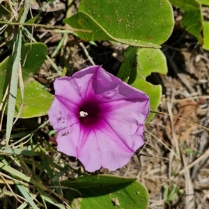 Unidentified Plant at Point Arkwright, QLD by trevorpreston