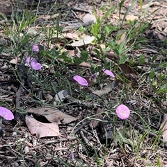 Convolvulus angustissimus subsp. angustissimus at Higgins, ACT - 24 Dec 2024 by Untidy