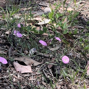 Convolvulus angustissimus subsp. angustissimus (Australian Bindweed) at Higgins, ACT by Untidy