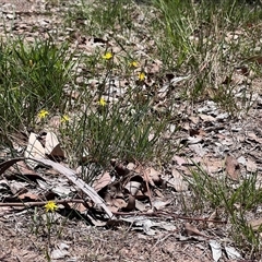 Tricoryne elatior (Yellow Rush Lily) at Higgins, ACT - 24 Dec 2024 by Untidy