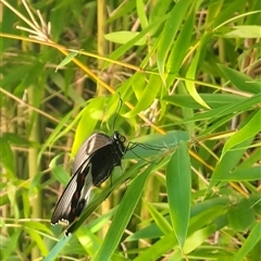 Papilio aegeus (Orchard Swallowtail, Large Citrus Butterfly) at Merewether, NSW - 25 Dec 2024 by TheKewpie