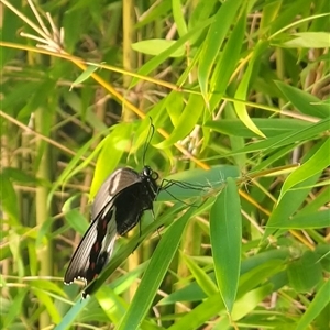 Papilio aegeus at Merewether, NSW - suppressed