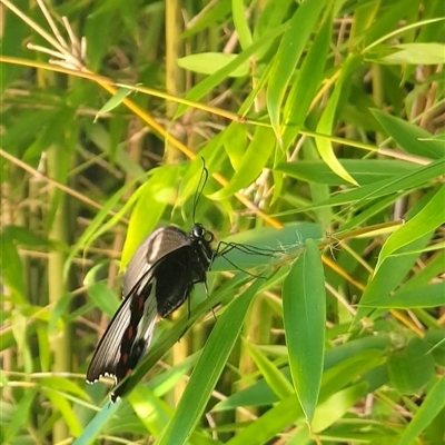 Papilio aegeus at Merewether, NSW - 25 Dec 2024 by TheKewpie