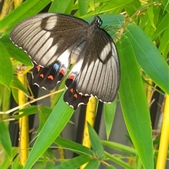 Papilio aegeus at Merewether, NSW - suppressed