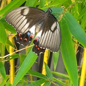 Papilio aegeus at Merewether, NSW - 25 Dec 2024