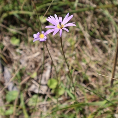 Calotis scabiosifolia var. integrifolia (Rough Burr-daisy) at Tharwa, ACT - 20 Dec 2024 by Clarel