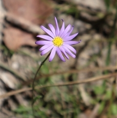 Calotis scabiosifolia var. integrifolia at Tharwa, ACT - 20 Dec 2024 09:55 AM