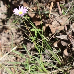 Calotis scabiosifolia var. integrifolia at Tharwa, ACT - 20 Dec 2024 09:55 AM