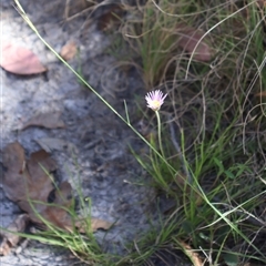 Calotis scabiosifolia var. integrifolia at Tharwa, ACT - 20 Dec 2024