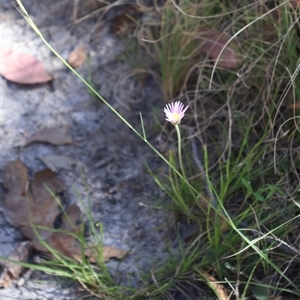 Calotis scabiosifolia var. integrifolia at Tharwa, ACT - 20 Dec 2024 09:55 AM